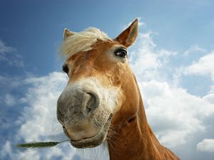 Preview wallpaper horse, sky, clouds, mane, head