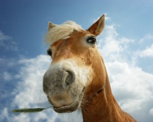Preview wallpaper horse, sky, clouds, mane, head
