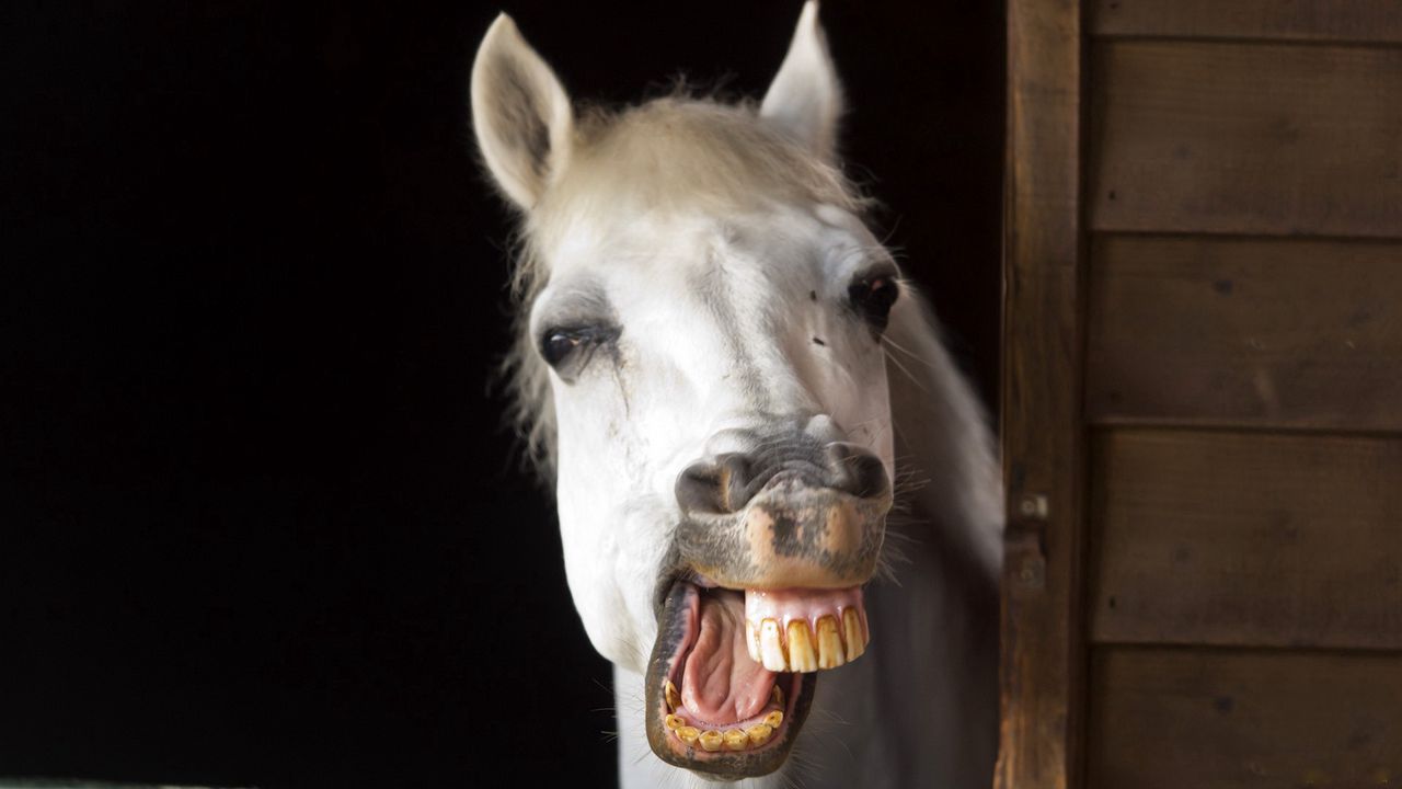 Wallpaper horse, smile, teeth, jaw, mane