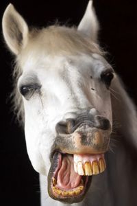 Preview wallpaper horse, smile, teeth, jaw, mane