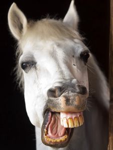 Preview wallpaper horse, smile, teeth, jaw, mane