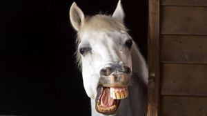 Preview wallpaper horse, smile, teeth, jaw, mane