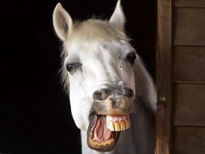 Preview wallpaper horse, smile, teeth, jaw, mane