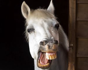 Preview wallpaper horse, smile, teeth, jaw, mane