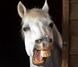 Preview wallpaper horse, smile, teeth, jaw, mane