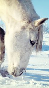 Preview wallpaper horse, snow, head