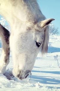 Preview wallpaper horse, snow, head