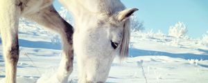 Preview wallpaper horse, snow, head