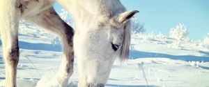 Preview wallpaper horse, snow, head