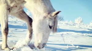 Preview wallpaper horse, snow, head