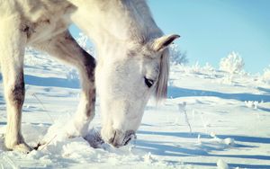 Preview wallpaper horse, snow, head