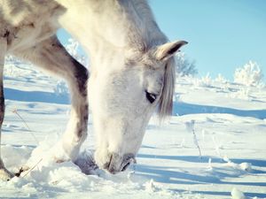 Preview wallpaper horse, snow, head