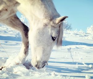 Preview wallpaper horse, snow, head