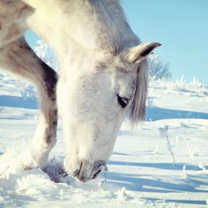 Preview wallpaper horse, snow, head