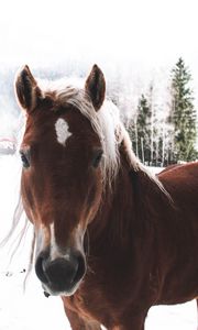 Preview wallpaper horse, snow, muzzle