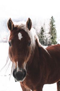 Preview wallpaper horse, snow, muzzle