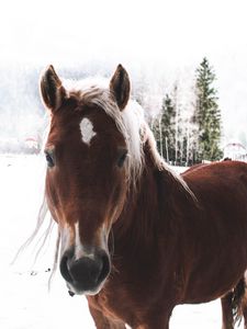 Preview wallpaper horse, snow, muzzle