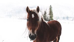 Preview wallpaper horse, snow, muzzle