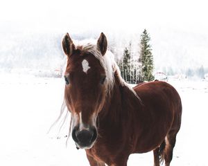 Preview wallpaper horse, snow, muzzle