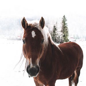 Preview wallpaper horse, snow, muzzle