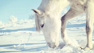 Preview wallpaper horse, snow, shrubs, winter, head