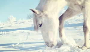 Preview wallpaper horse, snow, shrubs, winter, head