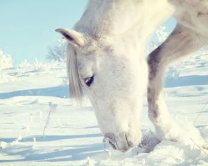 Preview wallpaper horse, snow, shrubs, winter, head