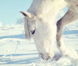 Preview wallpaper horse, snow, shrubs, winter, head