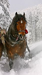 Preview wallpaper horse, snow, sled, sledding