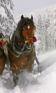 Preview wallpaper horse, snow, sled, sledding