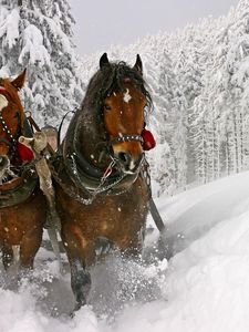 Preview wallpaper horse, snow, sled, sledding