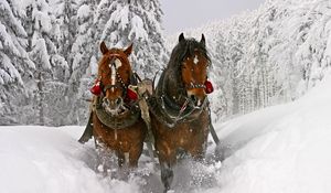 Preview wallpaper horse, snow, sled, sledding