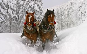 Preview wallpaper horse, snow, sled, sledding