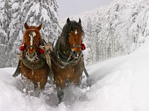 Preview wallpaper horse, snow, sled, sledding