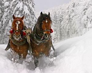 Preview wallpaper horse, snow, sled, sledding