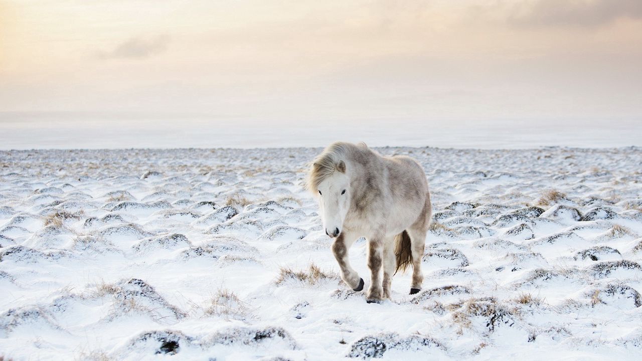 Wallpaper horse, snow, winter