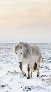 Preview wallpaper horse, snow, winter