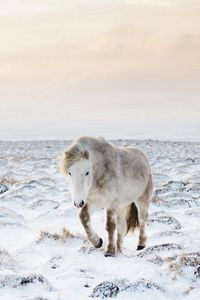 Preview wallpaper horse, snow, winter