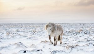 Preview wallpaper horse, snow, winter