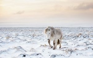 Preview wallpaper horse, snow, winter