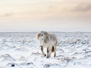 Preview wallpaper horse, snow, winter
