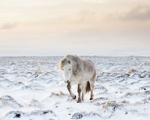 Preview wallpaper horse, snow, winter