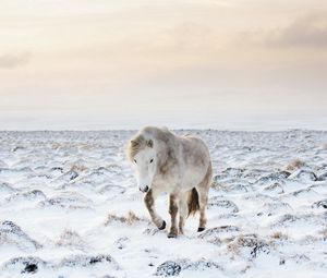 Preview wallpaper horse, snow, winter