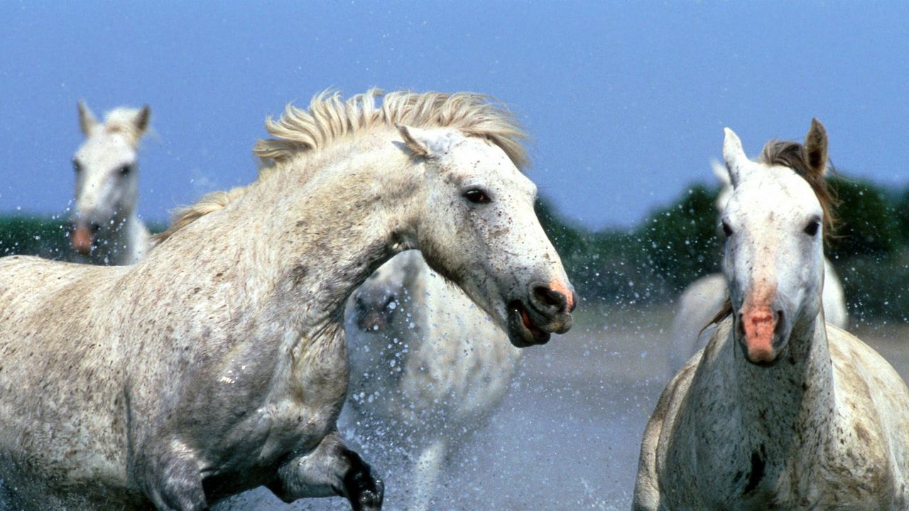 Wallpaper horse, splashing, water, walk, couple
