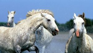Preview wallpaper horse, splashing, water, walk, couple