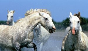 Preview wallpaper horse, splashing, water, walk, couple