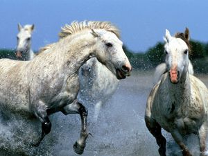 Preview wallpaper horse, splashing, water, walk, couple