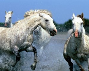 Preview wallpaper horse, splashing, water, walk, couple