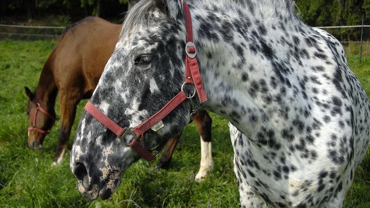 Wallpaper horse, spotted, grass, steam, food