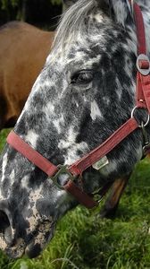 Preview wallpaper horse, spotted, grass, steam, food